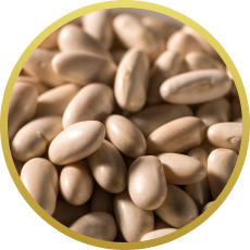 Fava Bean Protein Peptides